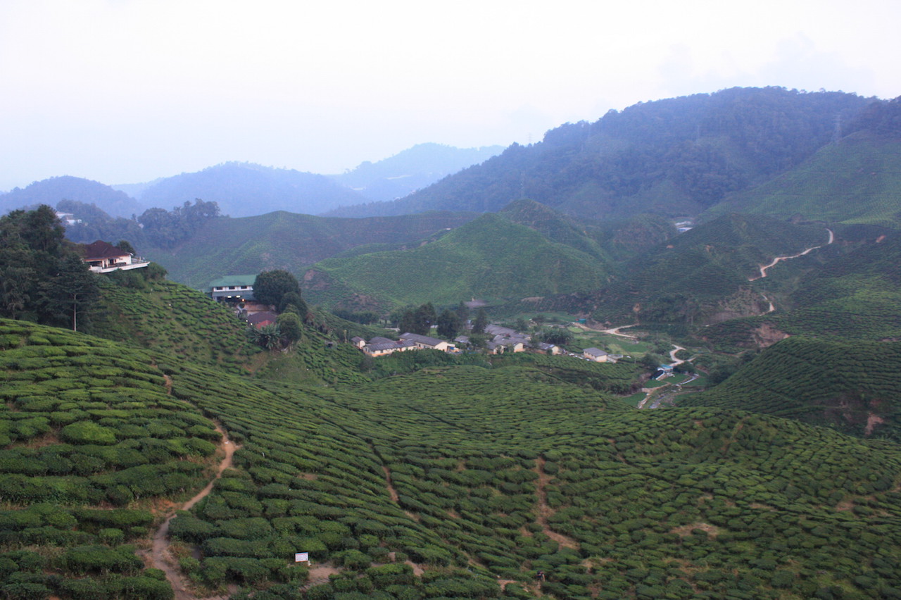 Bho tea plantation