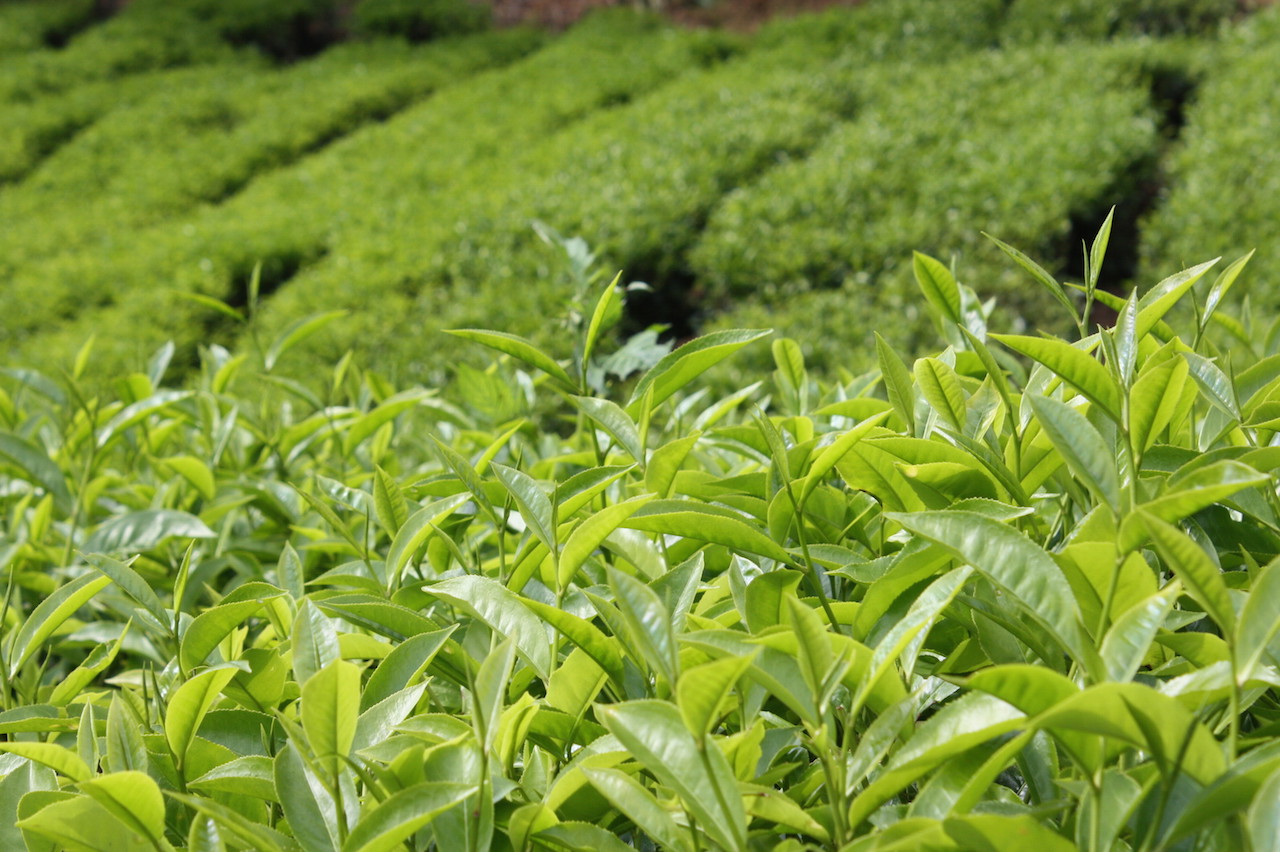Bho tea plantation