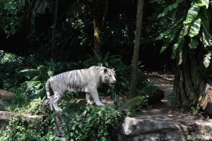 Tigre blanc Zoo Singapour