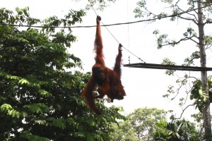 Orang outan Zoo Singapour