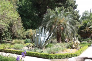 Agave - Jardin Botanique - Madrid
