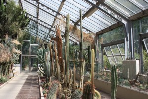 Cactus - Jardin Botanique - Madrid