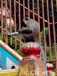 Singe des Batu Caves