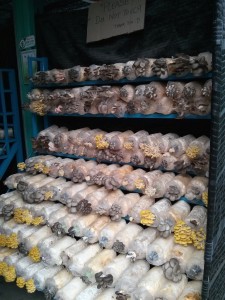 Culture de champignons sous serre