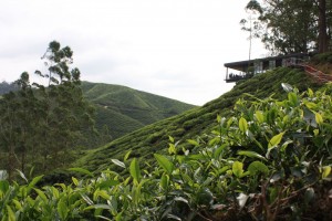 Bho tea plantation